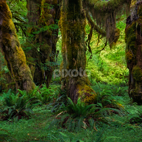 Hall of Mosses by Mark Smith - Landscapes Forests