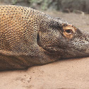 Komodo Dragon