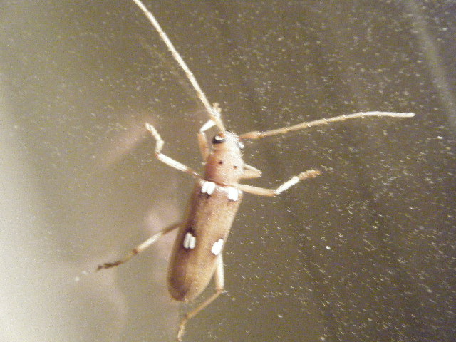 Ivory-marked borer beetle