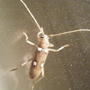 Ivory-marked borer beetle