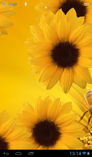 Sunflower lwp