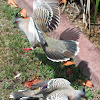 Crested Pigeons (courtship)