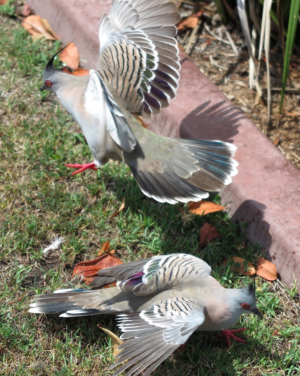 Crested Pigeons (courtship)