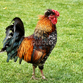 Mr. Rooster by Antonio Amen - Animals Other