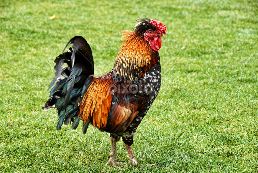 Mr. Rooster by Antonio Amen - Animals Other