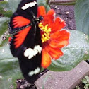 Doris Longwing