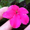  Busy Lizzy, Balsam or Impatiens