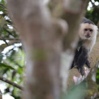 White-Headed Capuchin Monkey