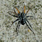 Spotted Ground Swift Spider