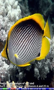 Fish of the Coral Reef 1 FREE - náhled