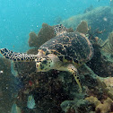 Hawksbill sea turtle