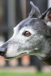 Whippet Puzzle poster 1