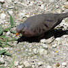 Common Ground Dove (male)