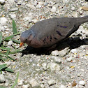 Common Ground Dove (male)
