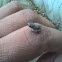  micro frog