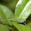 Bush Cricket or Leaf Katydid