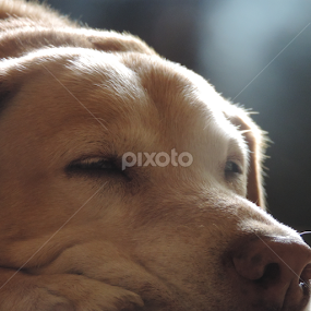Resting in the Doorway by Christie Chambers - Animals - Dogs Portraits