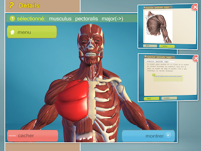 Easy Anatomy 3D(learn anatomy) - screenshot thumbnail