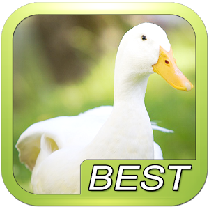 Duck goose bird sound for PC and MAC