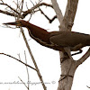 Hocó colorado (Rufescent tiger-heron)