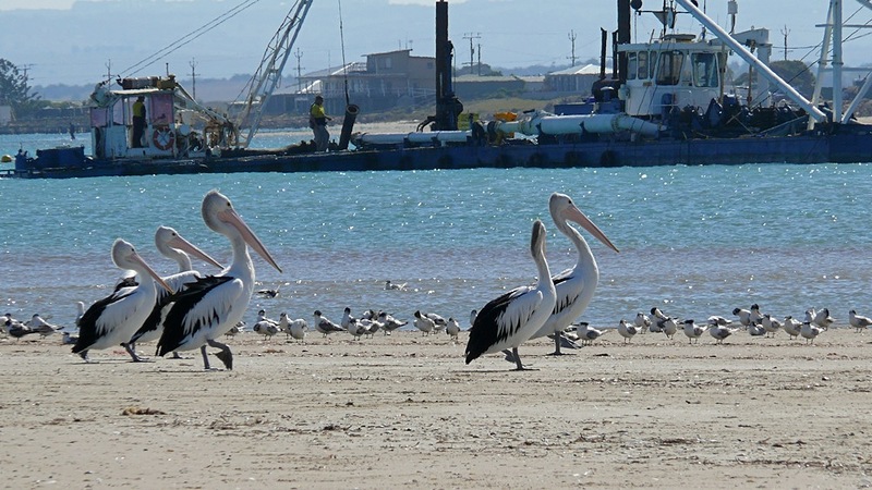 wildlife nature photography