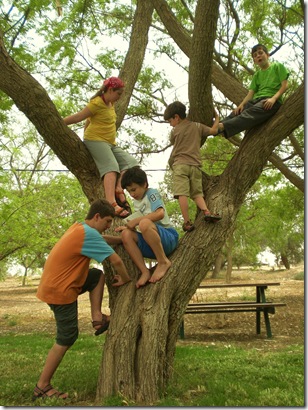 04 tree climbing