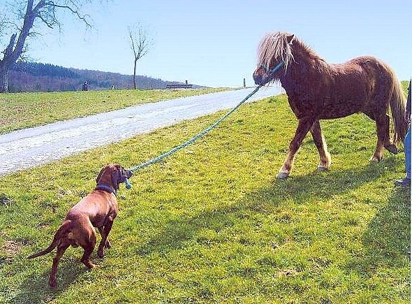 [Leo (Hannelores Hund) mit Pferd[3].jpg]