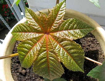 Rizinusbaum-Blatt