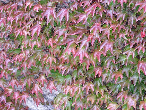 [Herbst[18].jpg]