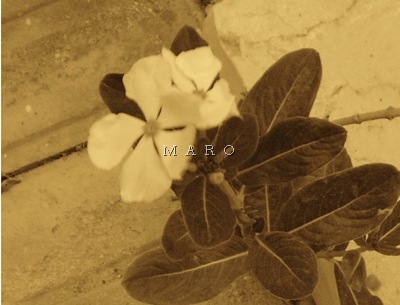flower2