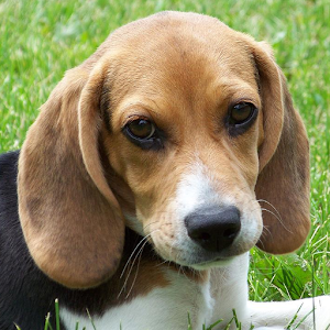 Beagles Jigsaw Puzzle.apk 1.0