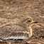Eurasian Stone Curlew