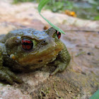 Common Toad