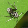 metallic ant