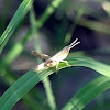 Slant-faced Grasshoper (Nymph)