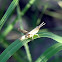 Slant-faced Grasshoper (Nymph)