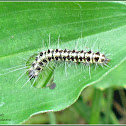 Olepa Moth Larva (Early instar)
