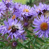 New England aster (and bumble bee)