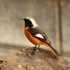 Daurian Redstart Male