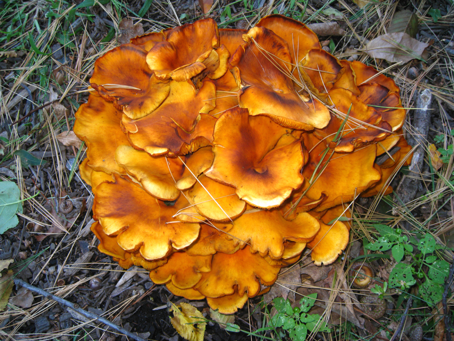 Jack O'Lantern Mushroom