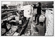 HD57 Elvira. Het lossen van de vis