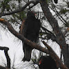 Turkey Vulture