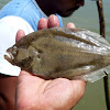 Oval Flounder (Lenguado Ovalado)