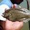 Oval Flounder (Lenguado Ovalado)