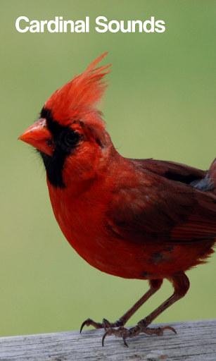 Cardinal Bird Sounds