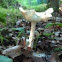 White mushroom 