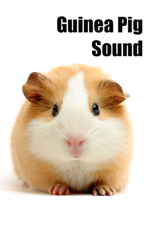 Guinea Pig Sounds