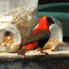 Southern Red Bishop male