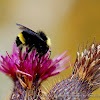 California bumblebee