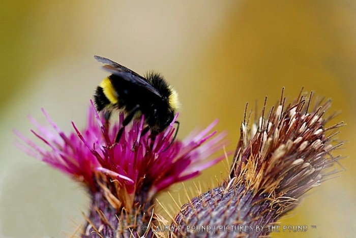 California bumblebee